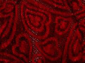 Lace Heart Posing Strap